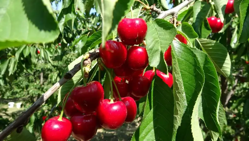 Çay Bardağına Düşmeyen Çay Hasadı: Geleneksel Keyif Yeniden Başlıyor