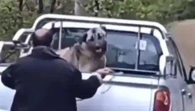 Trabzon’da Köpekleri Halatla Döven Yüreksiz Şahıs Gözaltına Alındı