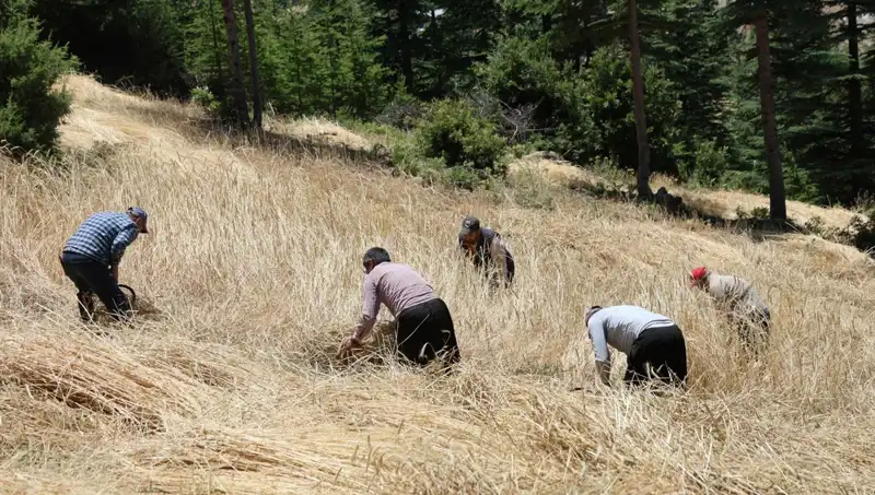 Tarımda Geleneksel Hasat Dönemi: Ellik ve Orakla Yeniden Büyüme Zamanı