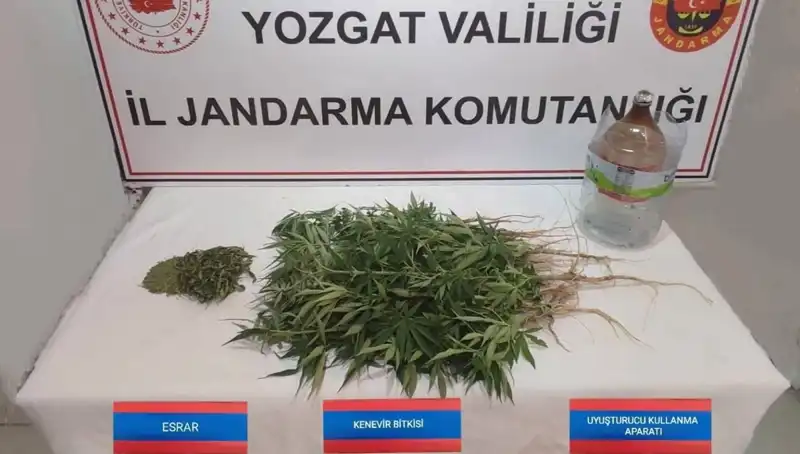Yozgat'ta 40 Kök Kenevir Ele Geçirildi: Uyuşturucu ile Mücadelede Bir Başarı Daha