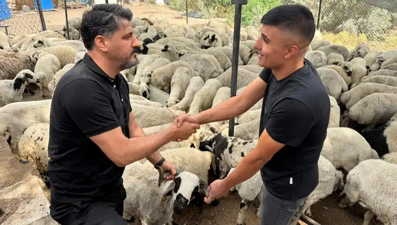 Kurbanlık Koyun Alırken Dikkat: Tuz ve Sumak Kullanımı Şişkinlik Yaratıyor