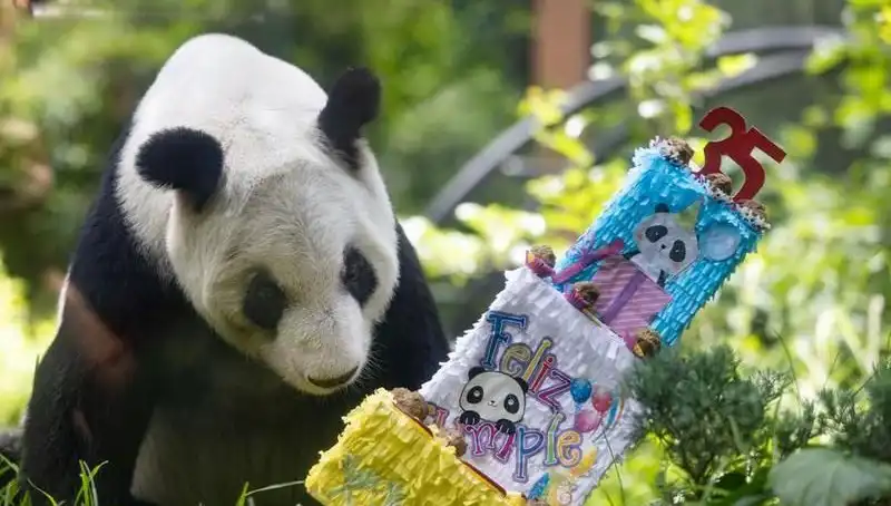 Dev Panda Xin Xin 35. Yaşında Kutlamalarla Yeniden Gündemde