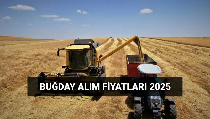 Türkiye'de Hububat Alım Fiyatları Ne Zaman Yatacak? TMO Açıklamaları