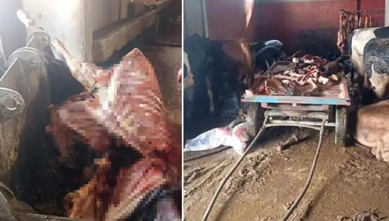 Adana'da 2,5 Ton At Eti Operasyonu: 4 At Kurtarıldı!