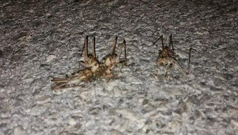 Yüzlerce Çekirge Şehri Sarmaladı, vatandaşlar ne yapacak?