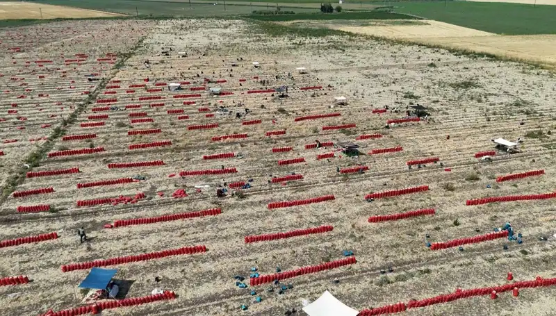 Tarlada Domates Fiyatları 5 TL’ye Düşerken, 40 Derece Sıcaklıkta Tarlada Zorlu İş