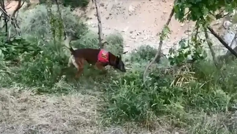 Dedektör Köpeklerin Yetenekleri: Dere Kenarındaki Esrarı Nasıl Buldu?