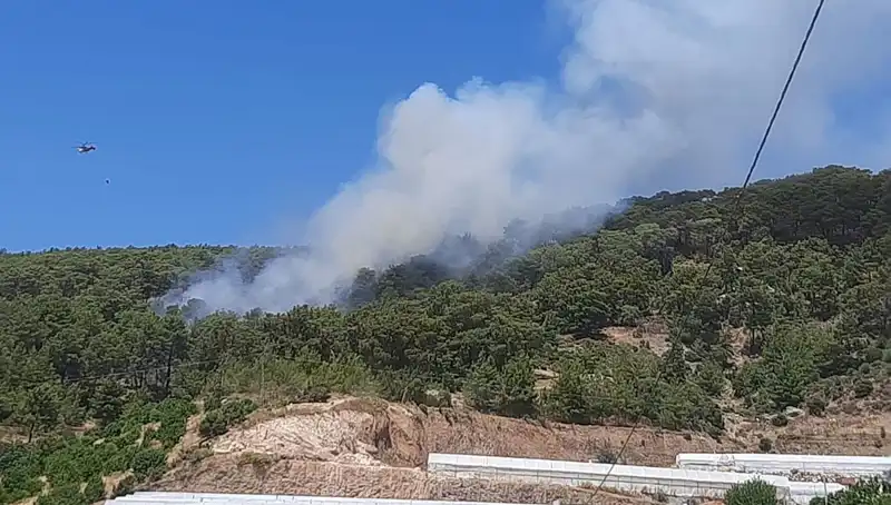 Kumluca’da Orman Yangını: Doğa ve Hayvanlar Tehdit Altında!