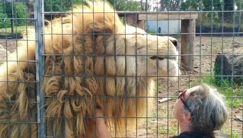 Avustralya'da Kafes İçinde Aslan Saldırısı: Kadının Kolunu Kopardı!