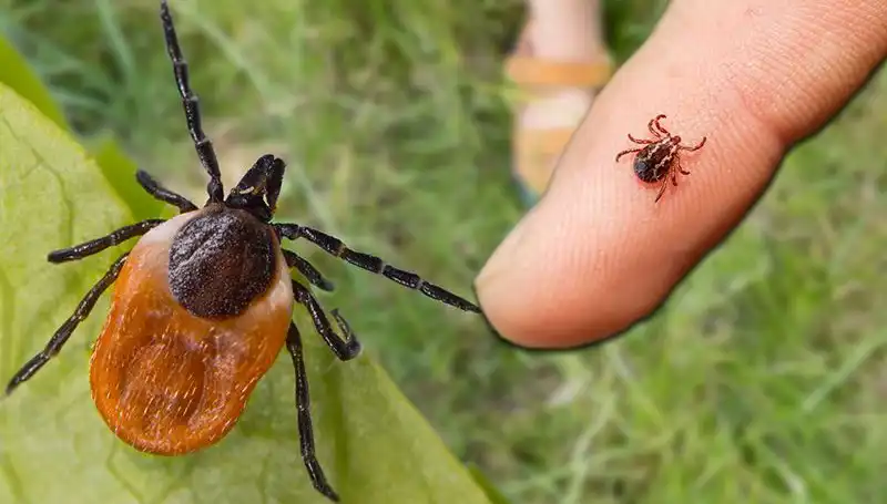 Kene Isırması: Belirtiler ve Korunma Yöntemleri