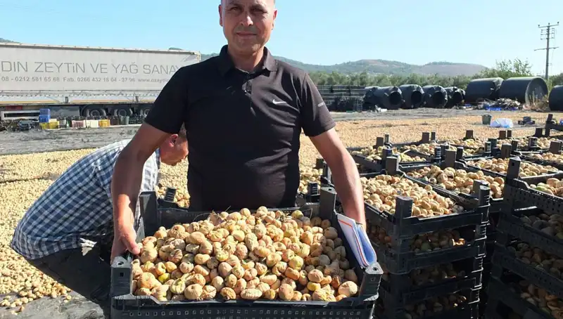 Balıkesir'de Hasat Zamanı: Çin ve Rusya'ya İhraç Engelleri Aşılıyor