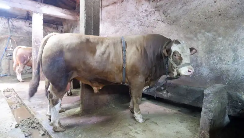 1 Ton 200 Kilo Ürün Satıldı: Fiyatı Şaşırtan Rekor!
