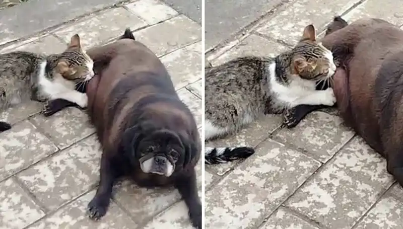 Erzurum'da Sokak Ortasında Yaşanan Duygu Dolu An: Bir Köpeğin Kediyi Emzirmesi