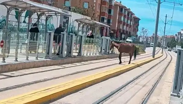 Eskişehir'de Tramvay Raylarında Başlı Başına Bir At: Ne Oluyor?