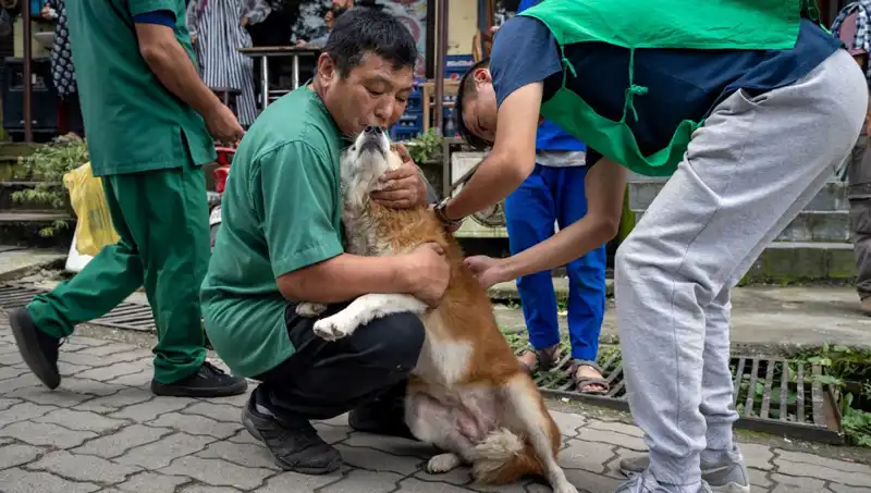 Filipinler'de Kuduz Alarmı: 2024’te 426 Hayat Kaybı!