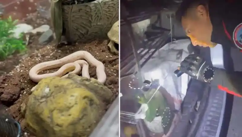 Devriye Ekipleri Şoke Oldu: Aracın Arka Koltuğunda Zehirli Yılanlar Bulundu!