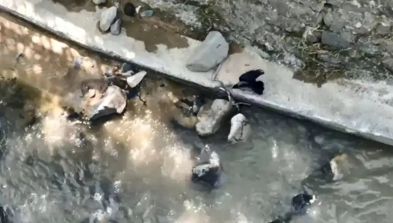 Karga ve Yılan: Doğanın Dört Çekerli Savaşına Hazır Müsabaka