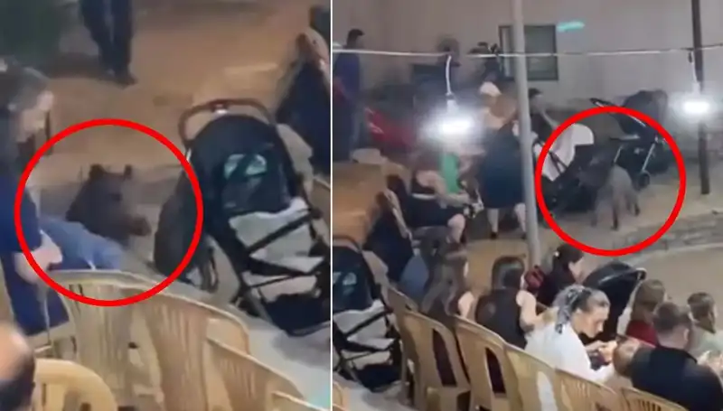 Düğün Törenine Dalan Yaban Domuzu: Eğlencenin Ortasında Şok Anlar!