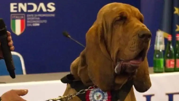 Arama Köpeğine Suikast: Çivili Sosisle Öldürülen Kahraman!