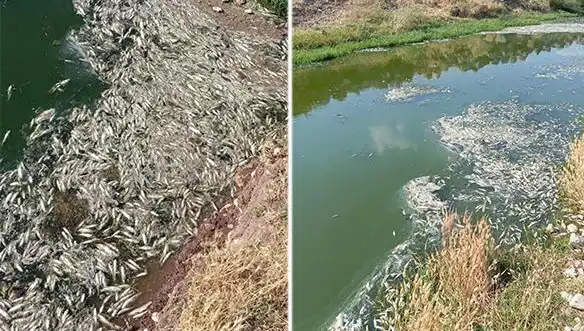 Karasu Çayı'nda Balık Ölümleri: Uzmanlar Derinlemesine İncelemeye Başladı