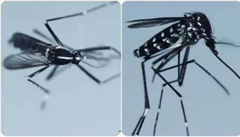 Chikungunya Virüsü: Belirtiler ve Etkilediği Ülkeler Hakkında Her Şey