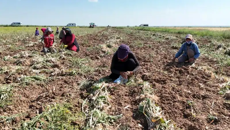 Küresel Antibiyotik Üretiminde Yeni Dönem: Rusya, Almanya ve İspanya'nın Hasat Başladı