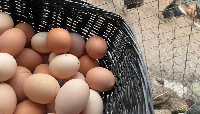 Okul dönemi başlıyor: En ucuz proteinle beslenme fırsatları!