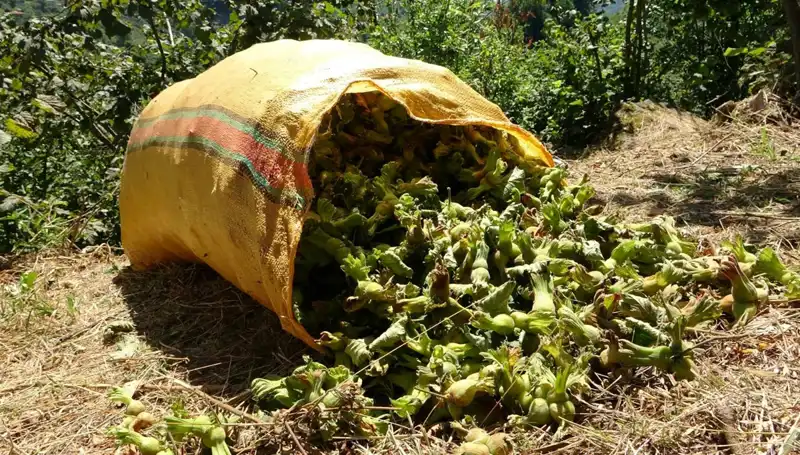 Giresun’da Fındık Hasadı Başladı: Çiftçiler Nasıl Hazırlanıyor?