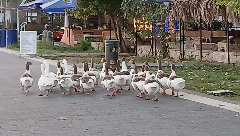Denizde Yüzme Keyfi: Kazların Gizemli Ölümünün Ardındaki Gerçek Ne?