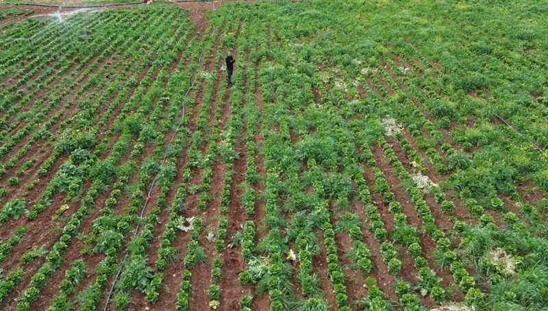 Kuraklık Marul Hasadını Vurdu: Tüketicileri Ne Bekliyor?