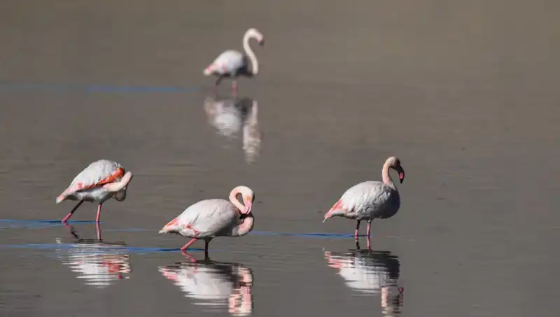 Kuş Cennetinde Şok Gelişme: Flamingo Popülasyonu Tehlikede!