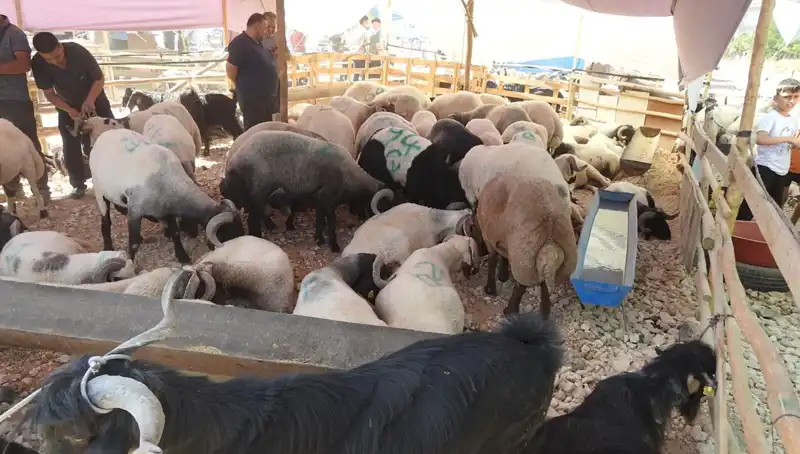 Kurban Bayramı'nda Hayvan Pazarları Büyüleyici Bir Kalabalıkla Şenlendi
