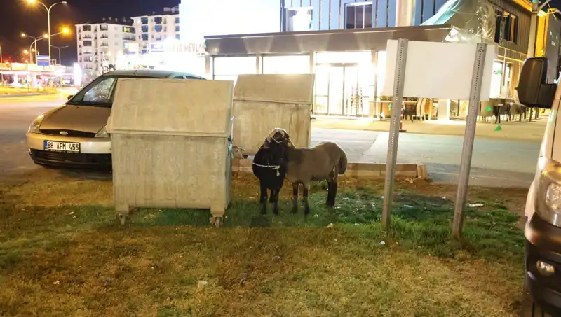 Yola Düşen "Mor Karaman" Koyunları: İhmal ve Sahipsizlik Dramı