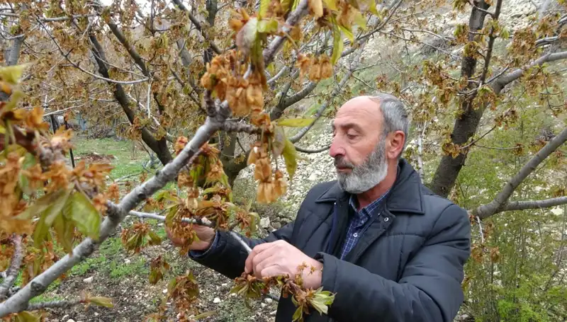 Zirai Don Alarmı: Albastı Kirazı Üreticileri Büyük Kayıplarla Karşılaşıyor